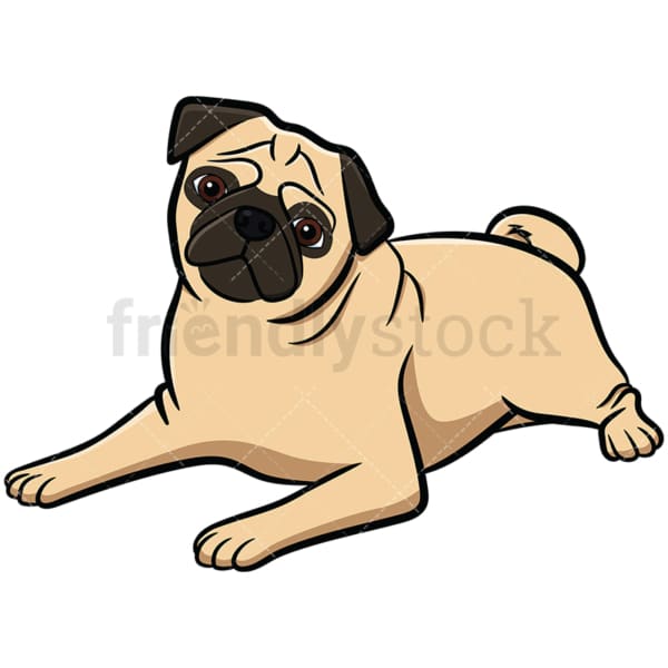 Apricot pug dog lying tilting head. PNG - JPG and vector EPS file formats (infinitely scalable). Image isolated on transparent background.