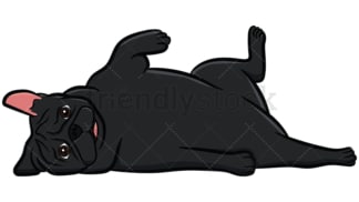 Black pug dog rolling on floor. PNG - JPG and vector EPS file formats (infinitely scalable). Image isolated on transparent background.