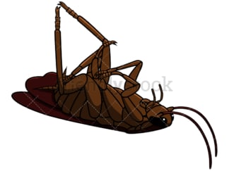 Killed cockroach. PNG - JPG and vector EPS file formats (infinitely scalable). Image isolated on transparent background.