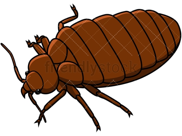 Bed bug isometric view. PNG - JPG and vector EPS file formats (infinitely scalable). Image isolated on transparent background.