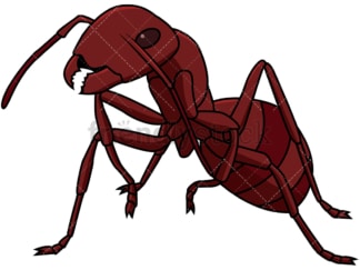 Red ant close-up. PNG - JPG and vector EPS file formats (infinitely scalable). Image isolated on transparent background.