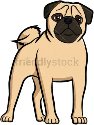 Apricot pug dog standing. PNG - JPG and vector EPS file formats (infinitely scalable). Image isolated on transparent background.