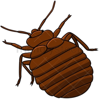 Bed bug top back view. PNG - JPG and vector EPS file formats (infinitely scalable). Image isolated on transparent background.
