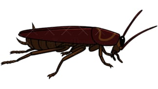 Side view cockroach. PNG - JPG and vector EPS file formats (infinitely scalable). Image isolated on transparent background.