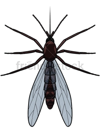 Mosquito top view. PNG - JPG and vector EPS file formats (infinitely scalable). Image isolated on transparent background.