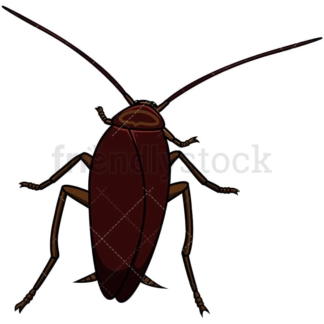 Top view cockroach. PNG - JPG and vector EPS file formats (infinitely scalable). Image isolated on transparent background.