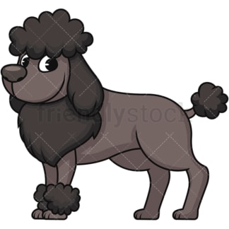 Groomed black miniature poodle. PNG - JPG and vector EPS (infinitely scalable). Image isolated on transparent background.