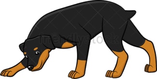 Curious rottweiler sniffing around. PNG - JPG and vector EPS (infinitely scalable).