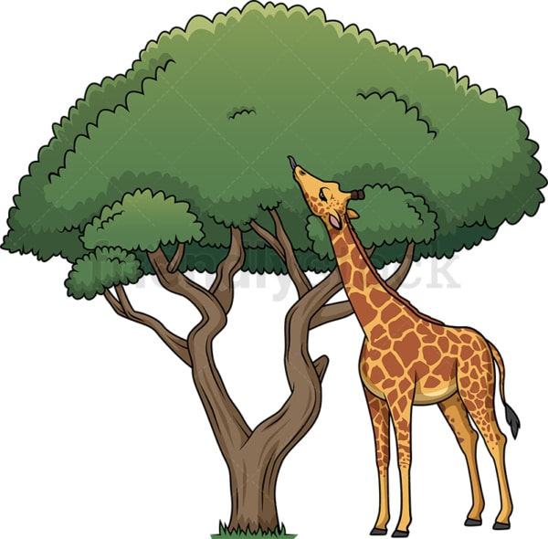 Giraffe eating leaves from tree. PNG - JPG and vector EPS (infinitely scalable).