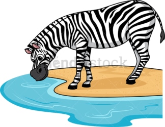 Zebra drinking water. PNG - JPG and vector EPS (infinitely scalable).