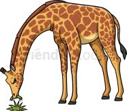Giraffe Eating Grass