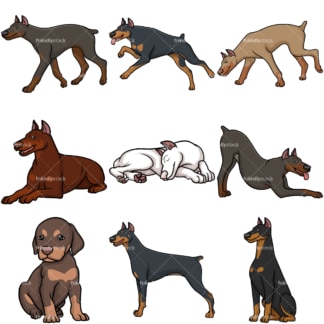 Doberman dogs. PNG - JPG and vector EPS file formats (infinitely scalable).