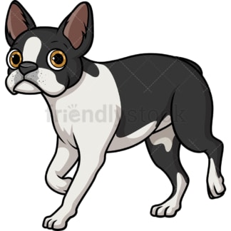 Black and white boston terrier walking. PNG - JPG and vector EPS (infinitely scalable).