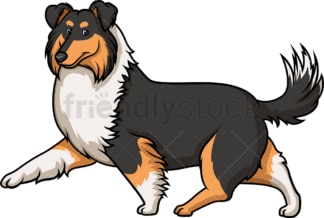 Dark mahogany sable collie walking. PNG - JPG and vector EPS (infinitely scalable).