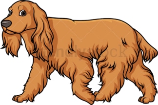 English cocker spaniel walking. PNG - JPG and vector EPS (infinitely scalable).