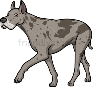 Great dane walking. PNG - JPG and vector EPS (infinitely scalable).