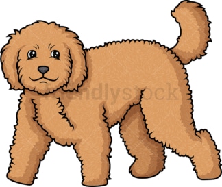 Labradoodle walking. PNG - JPG and vector EPS (infinitely scalable).