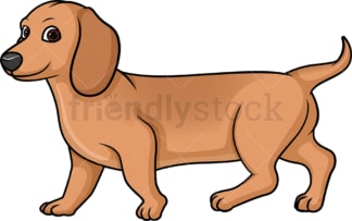 Red dachshund walking. PNG - JPG and vector EPS (infinitely scalable).