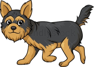 Yorkshire terrier walking. PNG - JPG and vector EPS (infinitely scalable).