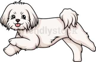 Maltese running. PNG - JPG and vector EPS (infinitely scalable).
