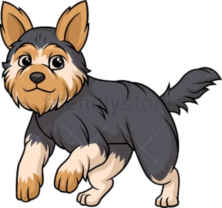 Yorkshire terrier running. PNG - JPG and vector EPS (infinitely scalable).