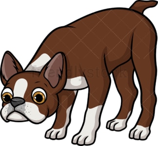 Brown boston terrier sniffing. PNG - JPG and vector EPS (infinitely scalable).