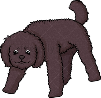 Labradoodle sniffing. PNG - JPG and vector EPS (infinitely scalable).