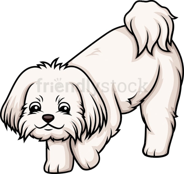 Maltese sniffing. PNG - JPG and vector EPS (infinitely scalable).