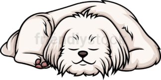 Maltese sleeping. PNG - JPG and vector EPS (infinitely scalable).