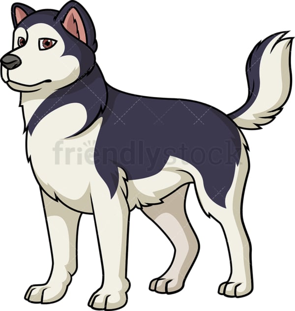 Cheerful alaskan malamute. PNG - JPG and vector EPS (infinitely scalable).