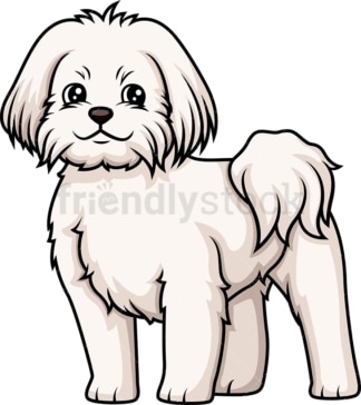 Cheerful maltese. PNG - JPG and vector EPS (infinitely scalable).