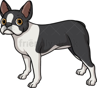 Lovely boston terrier. PNG - JPG and vector EPS (infinitely scalable).