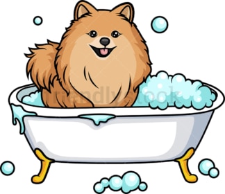 Pomeranian having a bath. PNG - JPG and vector EPS (infinitely scalable). Image isolated on transparent background.