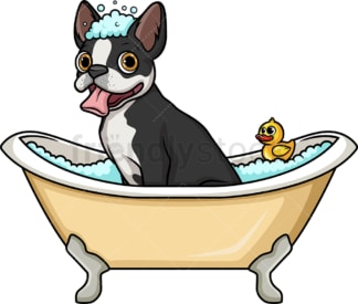 Boston terrier having a bath. PNG - JPG and vector EPS (infinitely scalable). Image isolated on transparent background.