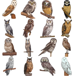 Realistic owls. PNG - JPG and vector EPS file formats (infinitely scalable). Images isolated on transparent background.
