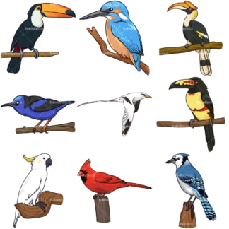 Aves tropicais. PNG - JPG e vetor EPS infinitamente escalonável - em fundo branco ou transparente.