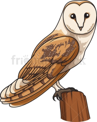 Barn owl. PNG - JPG and vector EPS file formats (infinitely scalable). Image isolated on transparent background.