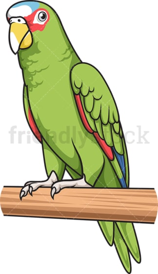White-Fronted amazon parrot. PNG - JPG and vector EPS (infinitely scalable).