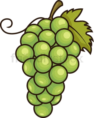 Green grapes. PNG - JPG and vector EPS file formats (infinitely scalable). Image isolated on transparent background.