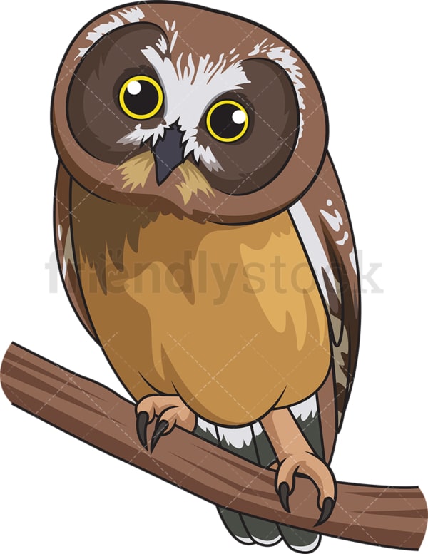 Northern saw-whet owl. PNG - JPG and vector EPS file formats (infinitely scalable). Image isolated on transparent background.