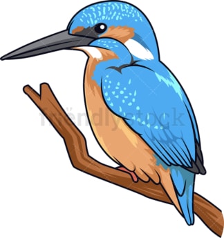Tropical kingfisher. PNG - JPG and vector EPS (infinitely scalable).