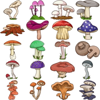 Fresh mushrooms. PNG - JPG and vector EPS file formats (infinitely scalable). Image isolated on transparent background.