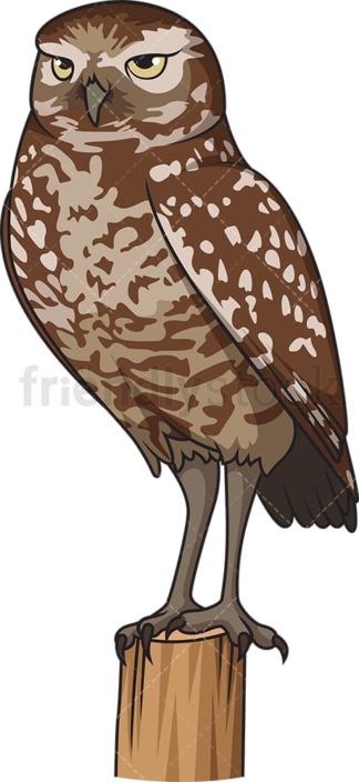 Burrowing owl. PNG - JPG and vector EPS file formats (infinitely scalable). Image isolated on transparent background.