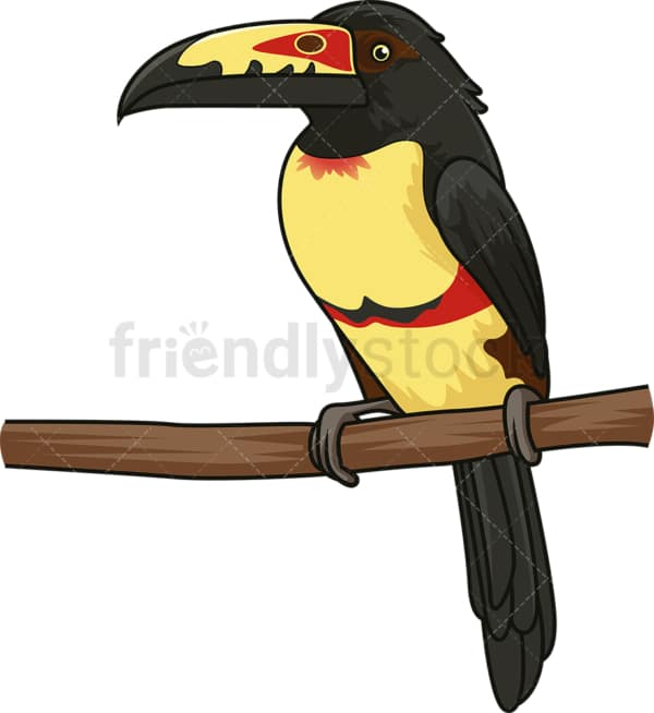 Tropical collared aracari. PNG - JPG and vector EPS (infinitely scalable).