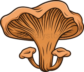 Chanterelle mushroom. PNG - JPG and vector EPS file formats (infinitely scalable). Image isolated on transparent background.