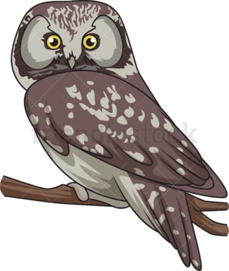 Boreal owl. PNG - JPG and vector EPS file formats (infinitely scalable). Image isolated on transparent background.