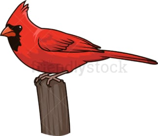 Northern cardinal. PNG - JPG and vector EPS (infinitely scalable).
