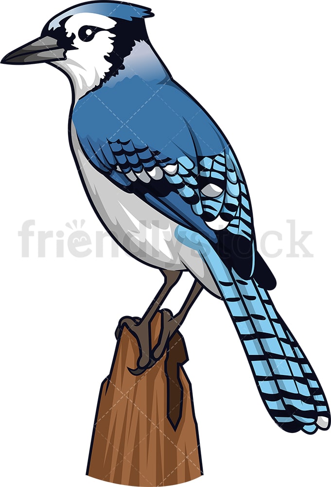 Blue Jay Cartoon Clipart Vector Friendlystock