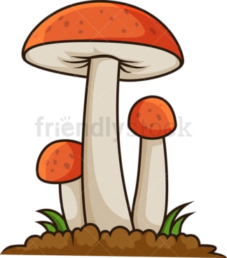 Orange cap boletus. PNG - JPG and vector EPS file formats (infinitely scalable). Image isolated on transparent background.