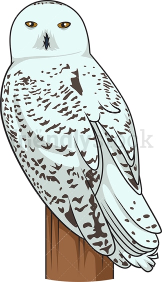 Snowy owl. PNG - JPG and vector EPS file formats (infinitely scalable). Image isolated on transparent background.